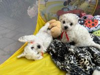 Miffy i Moli - 6 tygodni